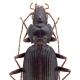 Carabes de Suisse  - Oreonebria picea picea