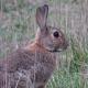 Les espèces néozones de Suisse Lapin de garenne - Oryctolagus cuniculus