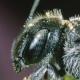 Les abeilles sauvages de Suisse  - Osmia andrenoides