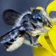 Les abeilles sauvages de Suisse Osmie des vélars - Osmia brevicornis