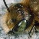Les abeilles sauvages de Suisse Osmie bleu acier - Osmia caerulescens