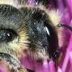 Les abeilles sauvages de Suisse  - Osmia leaiana