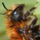 Les abeilles sauvages de Suisse  - Osmia nigriventris