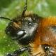Les abeilles sauvages de Suisse  - Osmia pilicornis
