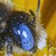 Les abeilles sauvages de Suisse  - Osmia spinulosa