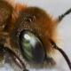 Les abeilles sauvages de Suisse  - Osmia submicans