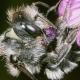 Les abeilles sauvages de Suisse  - Osmia tergestensis