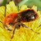 Les abeilles sauvages de Suisse  - Osmia xanthomelana