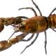  Ecrevisse signal, e. de Californie, E du pacifique - Pacifastacus leniusculus