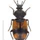 Carabes de Suisse  - Panagaeus cruxmajor