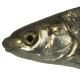 Poissons de Suisse Sofie, Soiffe, toxostome  - Parachondrostoma toxostoma 