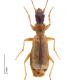 Carabes de Suisse  - Paradromius longiceps