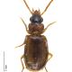 Carabes de Suisse  - Perigona nigriceps