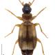 Carabes de Suisse  - Philorhizus notatus