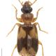 Carabes de Suisse  - Philorhizus quadrisignatus