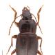 Carabes de Suisse  - Platyderus rufus rufus