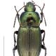 Carabes de Suisse  - Poecilus cupreus cupreus