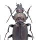 Carabes de Suisse  - Poecilus lepidus