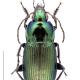 Carabes de Suisse  - Poecilus versicolor