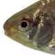 Poissons de Suisse Bouvière  - Rhodeus amarus 