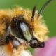 Les abeilles sauvages de Suisse  - Megachile willughbiella