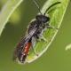 Les abeilles sauvages de Suisse Sphécode rouge-noir - Sphecodes ruficrus