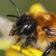 Les abeilles sauvages de Suisse  - Megachile nigriventris