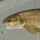 Poissons de Suisse Truite adriatique ou truite fario  - Salmo cenerinus 