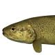 Poissons de Suisse Truite marbrée  - Salmo marmoratus 