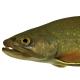 Les espèces néozones de Suisse Saumon de fontaine  - Salvelinus  fontinalis 