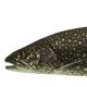 Les espèces néozones de Suisse Truite des lacs canadiens (cristivomer)  - Salvelinus  namaycush 