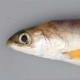 Poissons de Suisse Tiefseesaibling  - Salvelinus profundus 