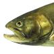Poissons de Suisse Omble chevalier  - Salvelinus umbla 