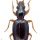 Carabes de Suisse  - Sinechostictus decoratus