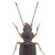 Carabes de Suisse  - Sinechostictus inustus