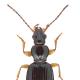 Carabes de Suisse  - Sinechostictus stomoides stomoides