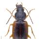 Carabes de Suisse  - Stenolophus mixtus