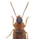 Carabes de Suisse  - Stenolophus skrimshiranus