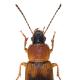 Carabes de Suisse  - Stenolophus teutonus
