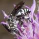 Les abeilles sauvages de Suisse Crocise tronquée - Thyreus truncatus