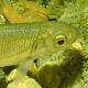 Poissons de Suisse Blageon  - Telestes souffia 