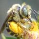 Les abeilles sauvages de Suisse Eucère de l'inule - Tetralonia inulae