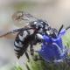 Les abeilles sauvages de Suisse Crocise rameuse - Thyreus ramosus