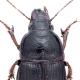 Carabes de Suisse  - Zabrus tenebrioides tenebrioides