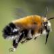 Les abeilles sauvages de Suisse - Pyganthophora retusa
