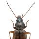Carabes de Suisse - Bembidion dentellum