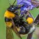 Les abeilles sauvages de Suisse  - Bombus argillaceus