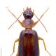 Carabidés de Suisse - Dromius angustus