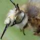 Les abeilles sauvages de Suisse – Antophora Crinipes