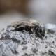 LA Osmia steinmanni Melchsee
